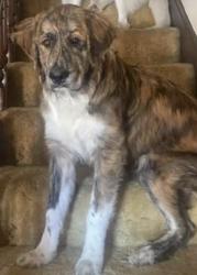 Lost Male Dog last seen Washington Ave / Ferry street, Pratt, WV 25162