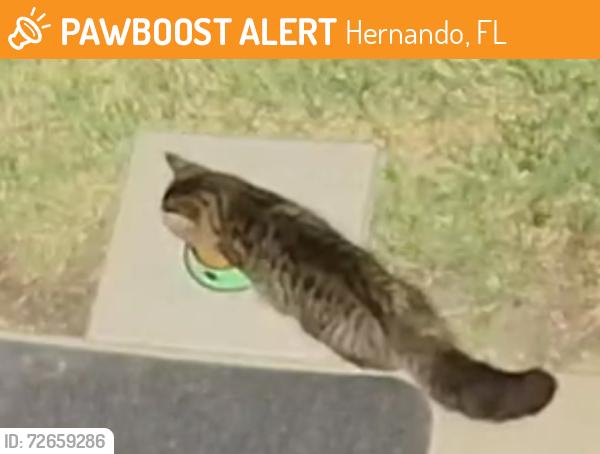 Found/Stray Unknown Cat last seen Heritage/Terra Vista Subdivisions , Hernando, FL 34442