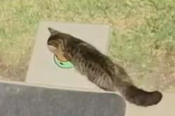 Found/Stray Unknown Cat last seen Heritage/Terra Vista Subdivisions , Hernando, FL 34442