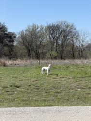Found/Stray Male Dog last seen Morris Dido Newark & Peden Rd. , Fort Worth, TX 76179