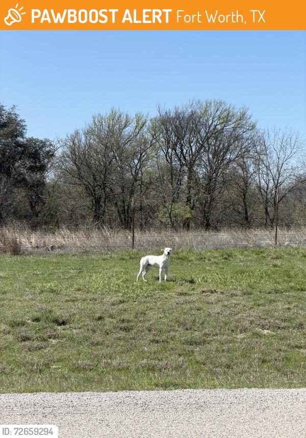 Found/Stray Male Dog last seen Morris Dido Newark & Peden Rd. , Fort Worth, TX 76179