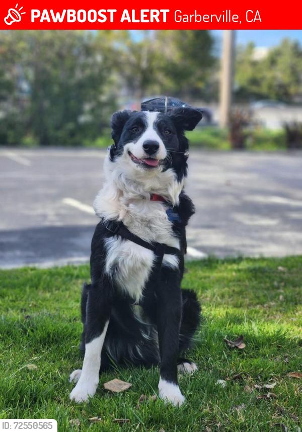 Lost Male Dog last seen Branscomb Rd feed store, Garberville, CA 95542