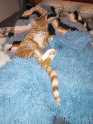 Lost Male Cat last seen York and High st, Pottstown, PA 19464