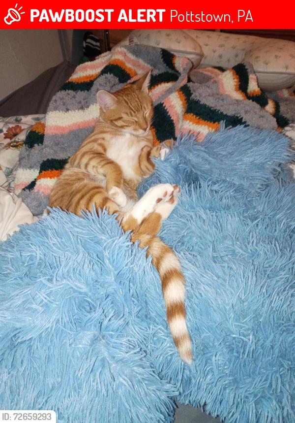 Lost Male Cat last seen York and High st, Pottstown, PA 19464