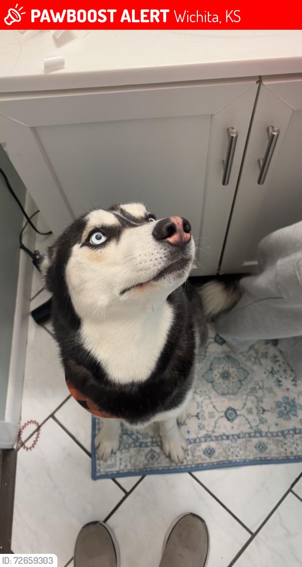 Lost Male Dog last seen Neighborhood behind west patrol station, Wichita, KS 67212