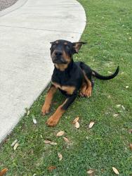 Found/Stray Male Dog last seen Arrow S park , Fort Worth, TX 76135