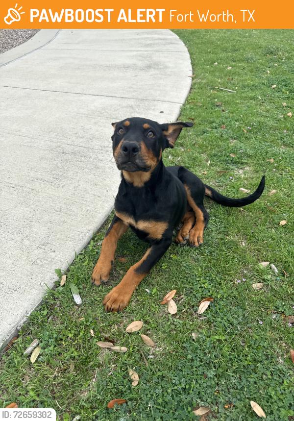 Found/Stray Male Dog last seen Arrow S park , Fort Worth, TX 76135