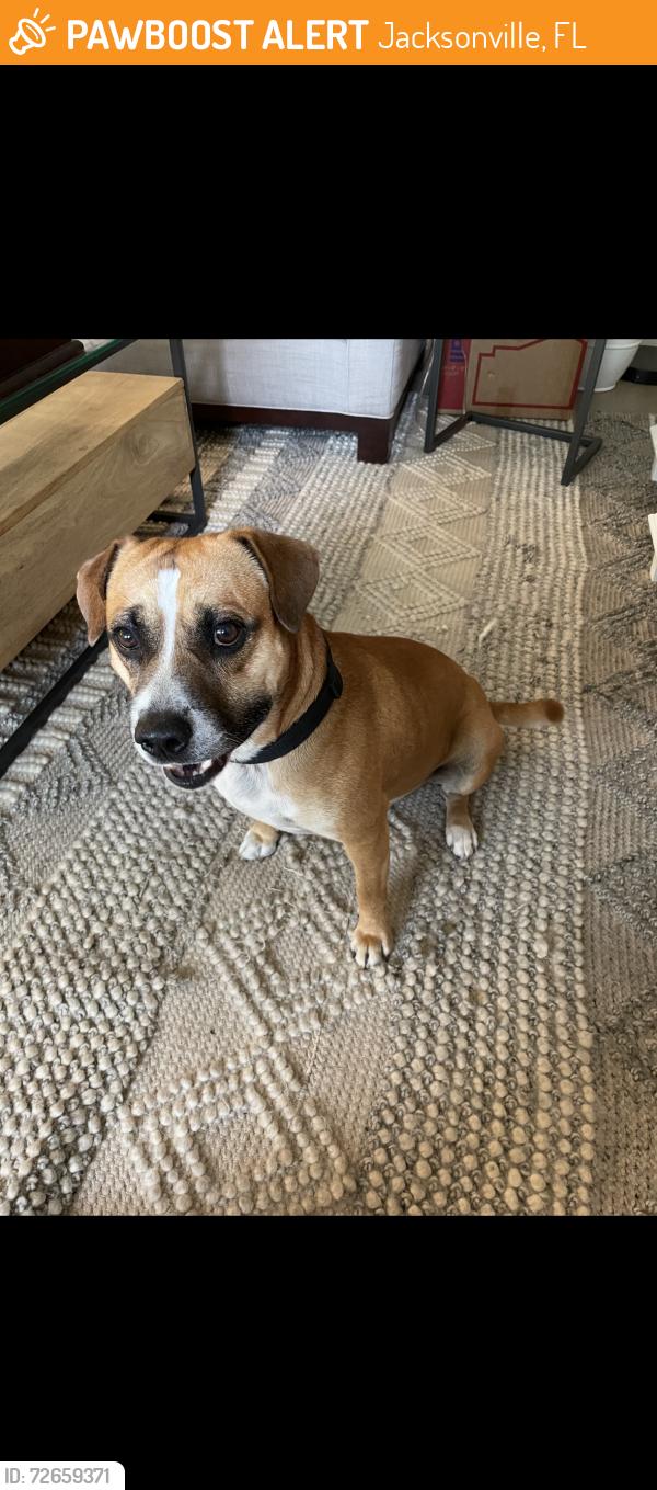 Found/Stray Male Dog last seen College st and Willowbranch , Jacksonville, FL 32205