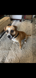 Found/Stray Male Dog last seen College st and Willowbranch , Jacksonville, FL 32205