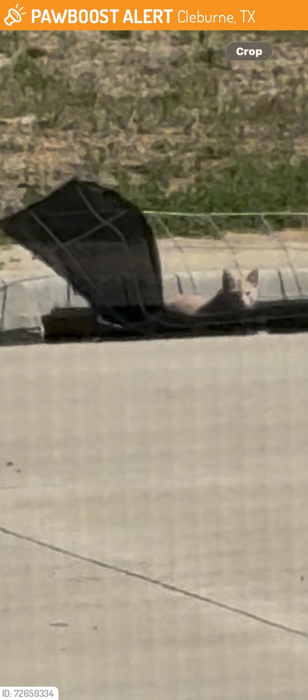 Found/Stray Unknown Cat last seen Autumn lane and Whisperwood, Cleburne, TX 76031