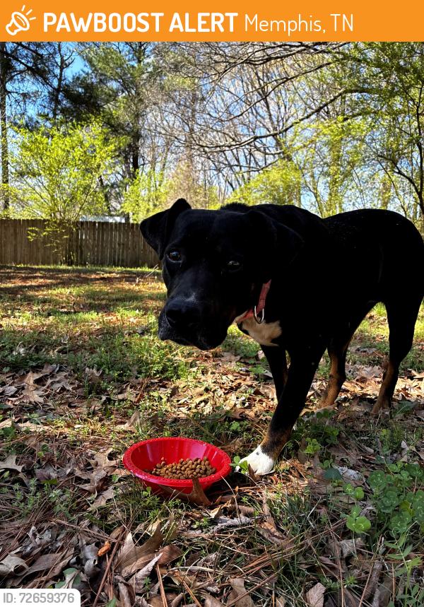 Found/Stray Female Dog last seen Amersham and Green Mill, Memphis, TN 38119