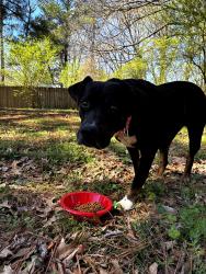 Found/Stray Female Dog last seen Amersham and Green Mill, Memphis, TN 38119