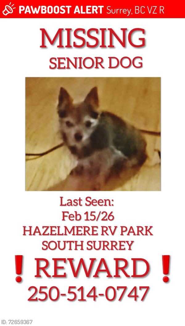Lost Female Dog last seen Near 8 Ave  Hazelmere RV Park , Surrey, BC V3Z 9R9