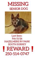 Lost Female Dog last seen Near 8 Ave  Hazelmere RV Park , Surrey, BC V3Z 9R9