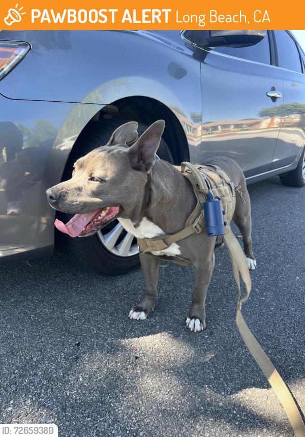 Found/Stray Female Dog last seen Carlerik Ave , Long Beach, CA 90810