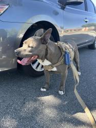 Found/Stray Female Dog last seen Carlerik Ave , Long Beach, CA 90810