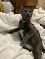 Lost Female Cat last seen Solano Way & Courtland Dr, Concord, CA 94520