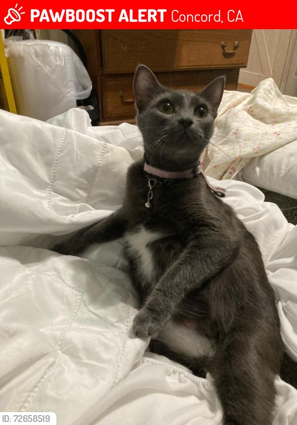 Lost Female Cat last seen Solano Way & Courtland Dr, Concord, CA 94520