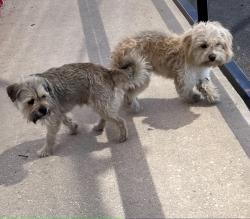 Found/Stray Unknown Dog last seen Culebra Rd & El Centro, San Antonio, TX 78228