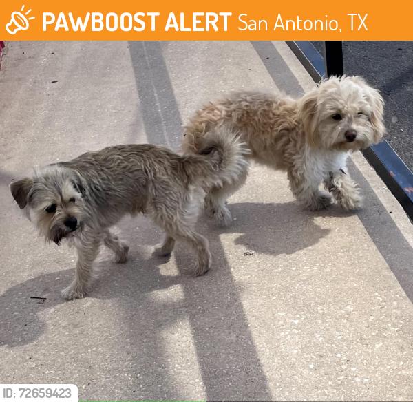 Found/Stray Unknown Dog last seen Culebra Rd & El Centro, San Antonio, TX 78228