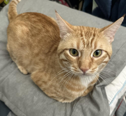 Lost Male Cat last seen Tournament hills 1, Beaumont, CA 92223