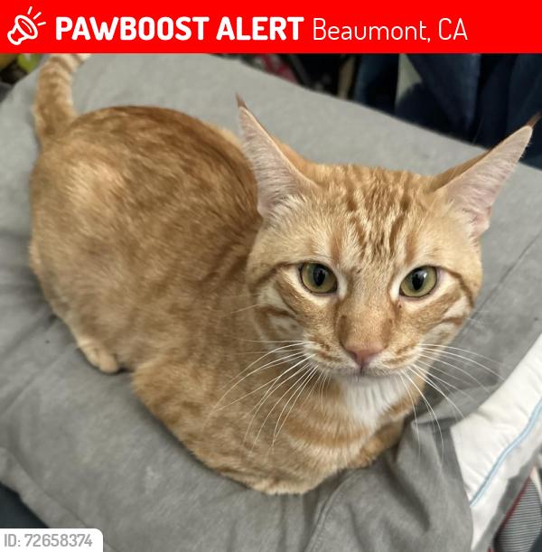 Lost Male Cat last seen Tournament hills 1, Beaumont, CA 92223