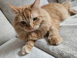 Lost Male Cat last seen Virginia beach, Virginia Beach, VA 23464