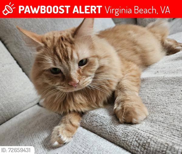 Lost Male Cat last seen Virginia beach, Virginia Beach, VA 23464
