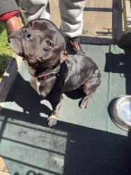 Found/Stray Unknown Dog last seen 21st, Little Rock, AR 72206