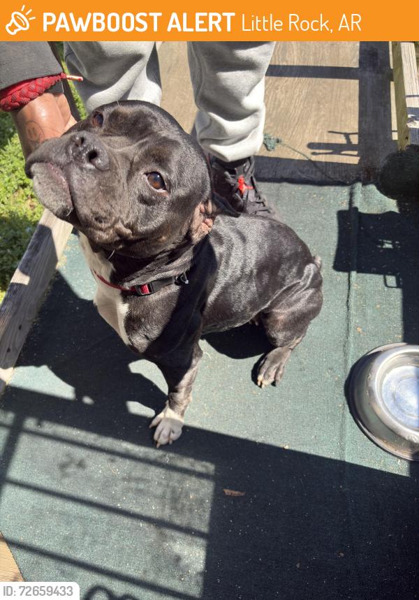 Found/Stray Unknown Dog last seen 21st, Little Rock, AR 72206