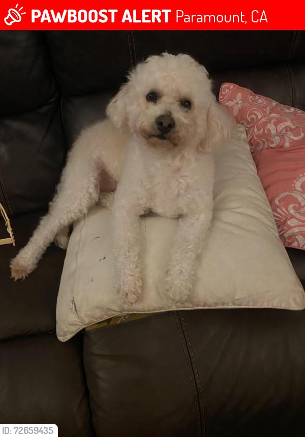 Lost Male Dog last seen Paramount swapmet, Paramount, CA 90723