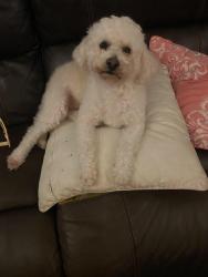 Lost Male Dog last seen Paramount swapmet, Paramount, CA 90723