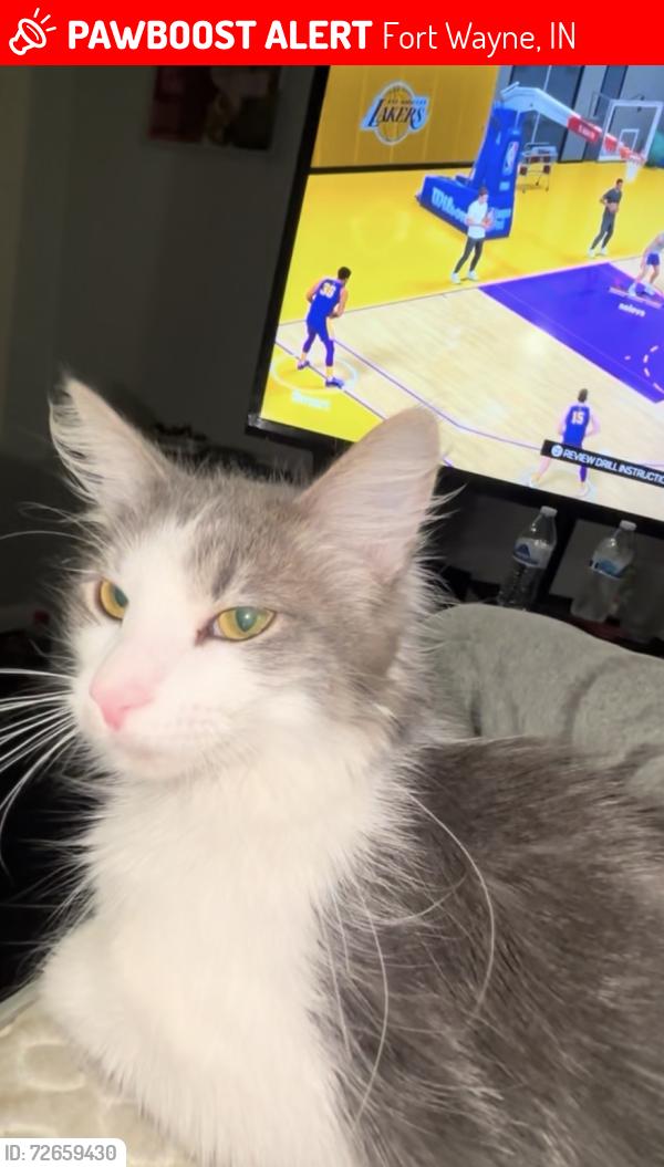 Lost Male Cat last seen Archer and short st , Fort Wayne, IN 46808