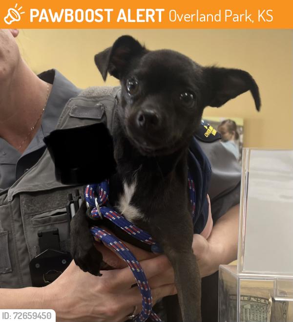 Found/Stray Female Dog last seen W 87th and Farley, Overland Park, KS 66212