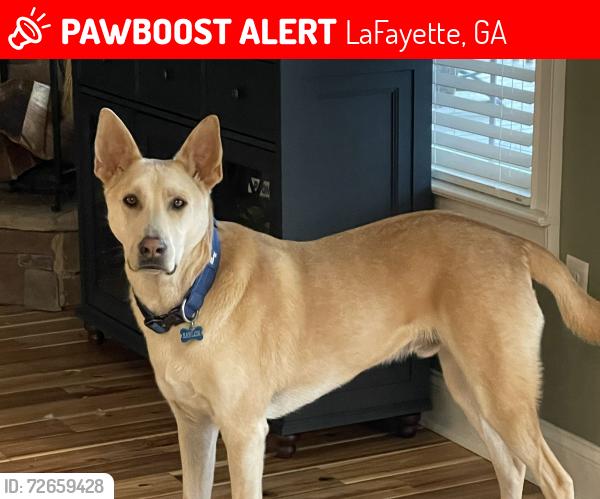 Lost Male Dog last seen Hwy 136, Pocket Rd, LaFayette, GA 30728