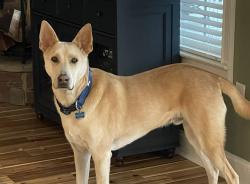 Lost Male Dog last seen Hwy 136, Pocket Rd, LaFayette, GA 30728