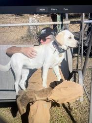 Lost Female Dog last seen Wacissa/ Upper Cody RD N/ cody church/Tram RD, Monticello, FL 32344