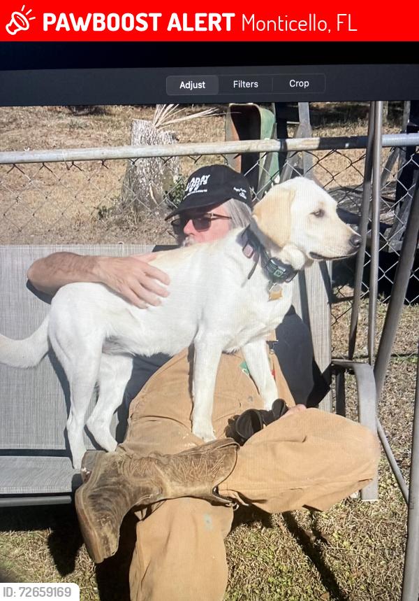 Lost Female Dog last seen Wacissa/ Upper Cody RD N/ cody church/Tram RD, Monticello, FL 32344
