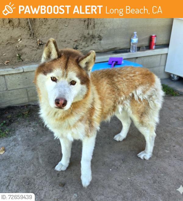 Found/Stray Male Dog last seen Long Beach Shipping Port 1160-B Pier F Ave, Long Beach, CA 90802, Long Beach, CA 90802