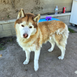 Found/Stray Male Dog last seen Long Beach Shipping Port 1160-B Pier F Ave, Long Beach, CA 90802, Long Beach, CA 90802