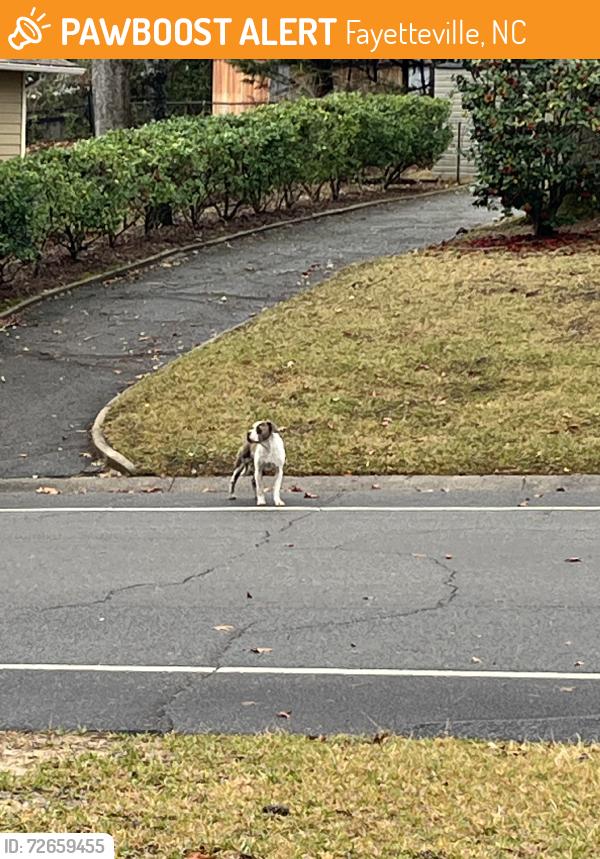 Found/Stray Male Dog last seen Catawba, Fayetteville, NC 28303