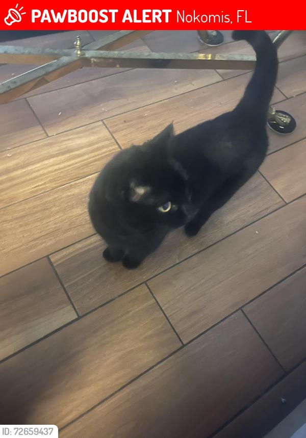 Lost Unknown Cat last seen Near Cavallini drive Nokomis Fl , 34275, Nokomis, FL 34275