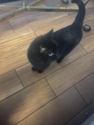Lost Unknown Cat last seen Near Cavallini drive Nokomis Fl , 34275, Nokomis, FL 34275