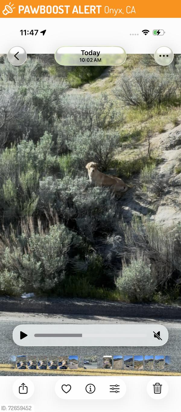 Found/Stray Unknown Dog last seen 32954–33846 CA-178 Onyx, CA  93255 United States, Onyx, CA 93255