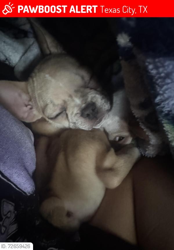 Lost Male Dog last seen 21st, Texas City, TX 77590