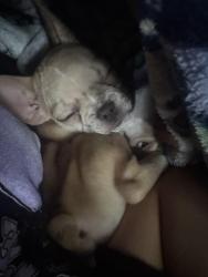 Lost Male Dog last seen 21st, Texas City, TX 77590