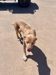 Found/Stray Male Dog last seen Stars on the Concho, San Angelo, TX 76901