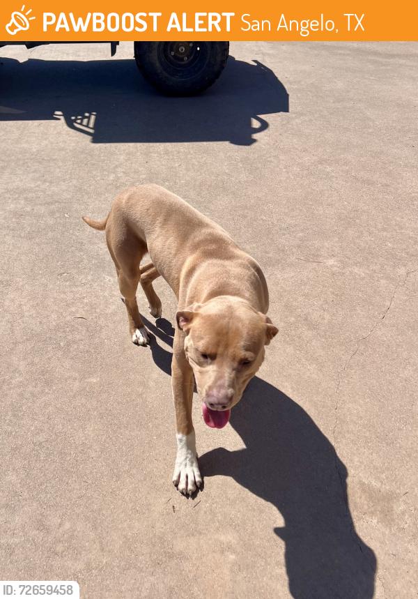 Found/Stray Male Dog last seen Stars on the Concho, San Angelo, TX 76901