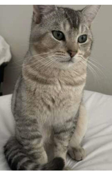 Lost Male Cat last seen Antelope Road  , Citrus Heights, CA 95621