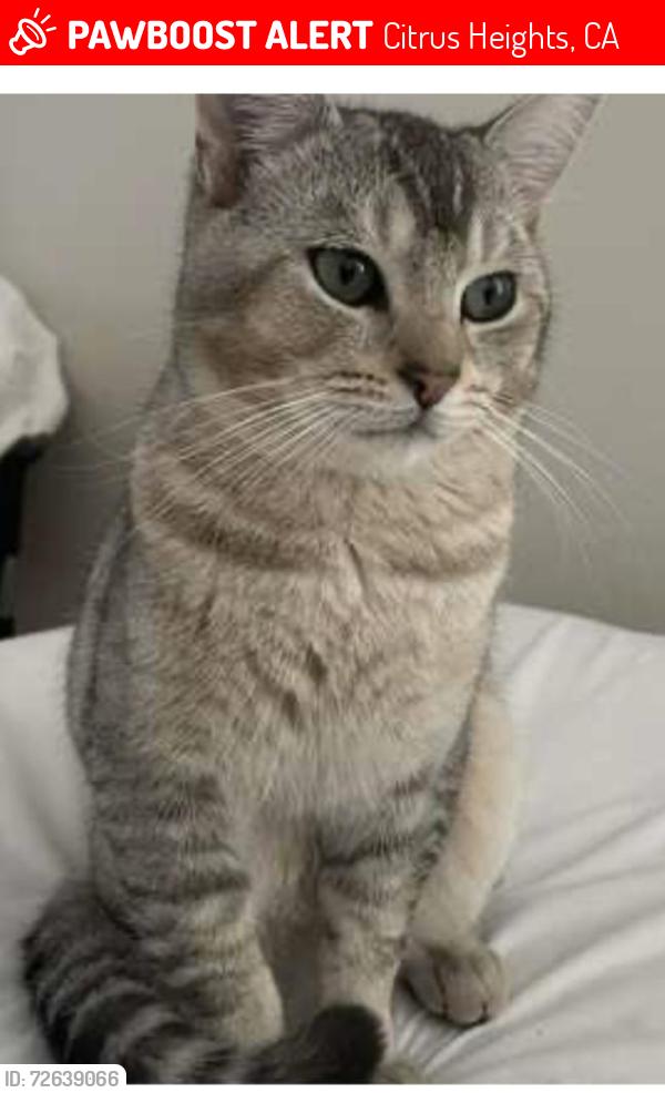 Lost Male Cat last seen Antelope Road  , Citrus Heights, CA 95621